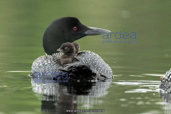 : Common loon. (Gavia) immer. An adult loon carrie : Common loon. (Gavia) immer. An adult loon carrie