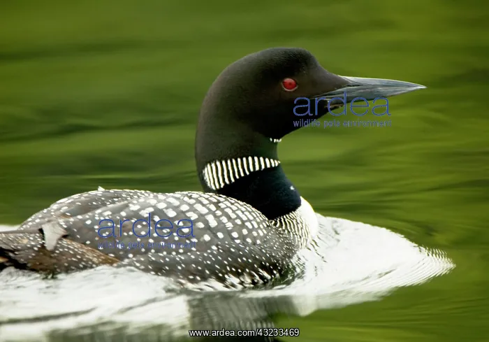 : Common loon, Gavia immer, Haliburton, Ontario : Common loon, Gavia immer, Haliburton, Ontario