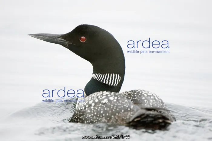 : Common loon, Gavia immer, Haliburton, Ontario : Common loon, Gavia immer, Haliburton, Ontario