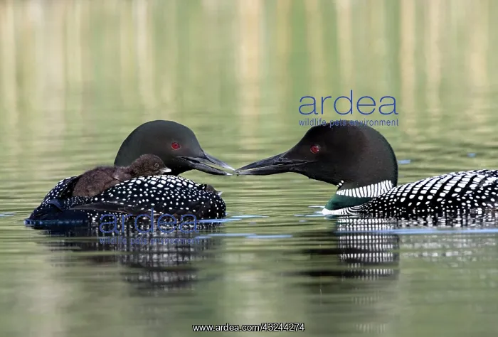 : Common Loon (Gavia immer), Lac le Jeune : Common Loon (Gavia immer), Lac le Jeune