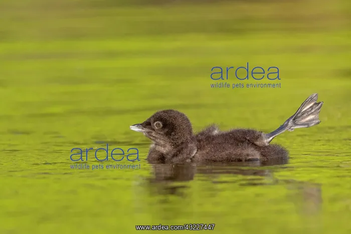 : Common Loon (Gavia immer), on a lake, baby, Michigan : Common Loon (Gavia immer), on a lake, baby, Michigan