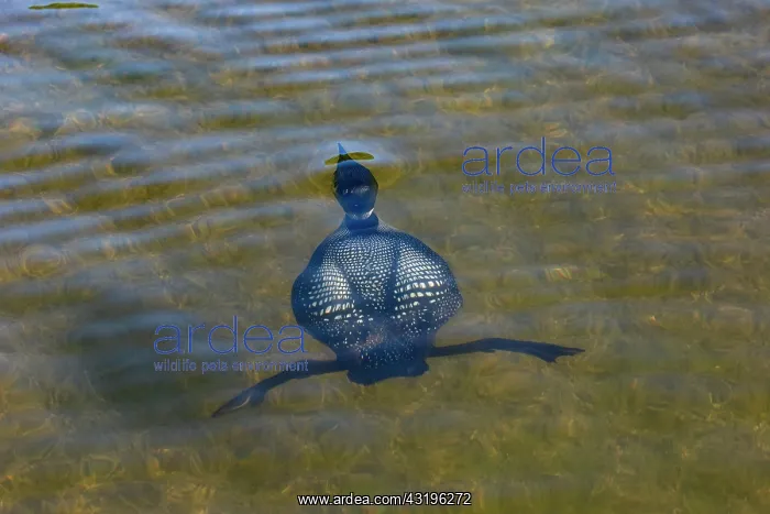  : Common Loon (Gavia immer), on a lake, diving underwater