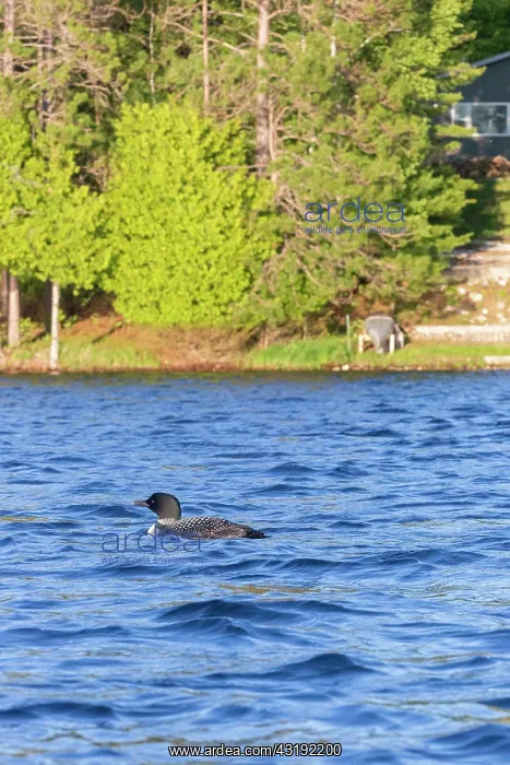  : Common Loon (Gavia immer), on a lake, Michigan
