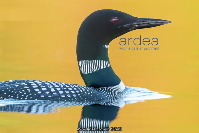 : Common Loon (Gavia immer), on a lake, Michigan : Common Loon (Gavia immer), on a lake, Michigan