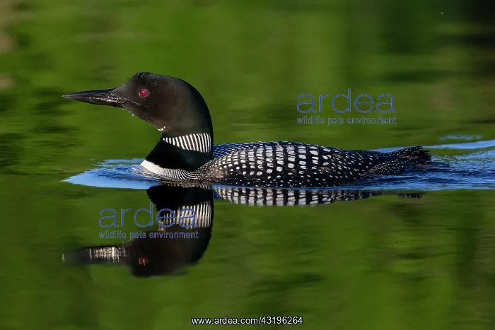 : Common Loon (Gavia immer), on a lake, Michigan : Common Loon (Gavia immer), on a lake, Michigan