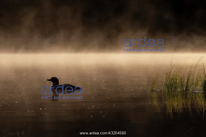 : Common Loon (Gavia immer), on a lake, Michigan : Common Loon (Gavia immer), on a lake, Michigan