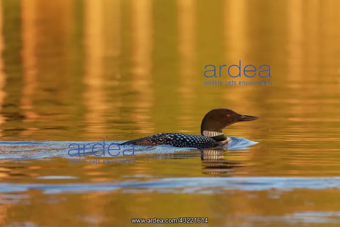  : Common Loon (Gavia immer), on a lake, Michigan