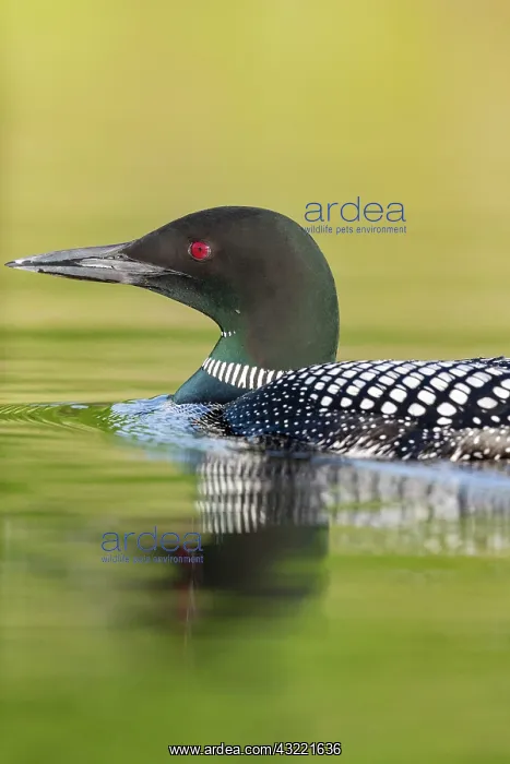 : Common Loon (Gavia immer), on a lake, Michigan : Common Loon (Gavia immer), on a lake, Michigan