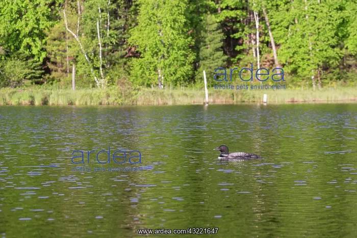  : Common Loon (Gavia immer), on a lake, Michigan