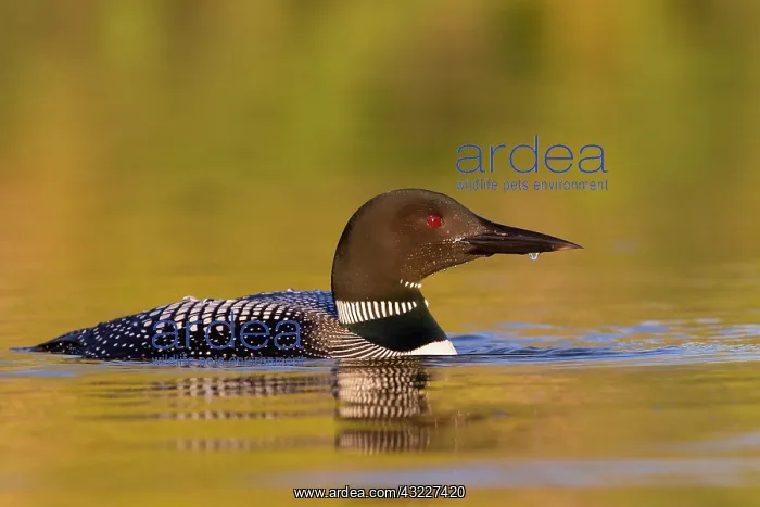  : Common Loon (Gavia immer), on a lake, Michigan