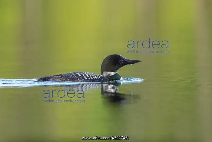 : Common Loon (Gavia immer), on a lake, Michigan : Common Loon (Gavia immer), on a lake, Michigan