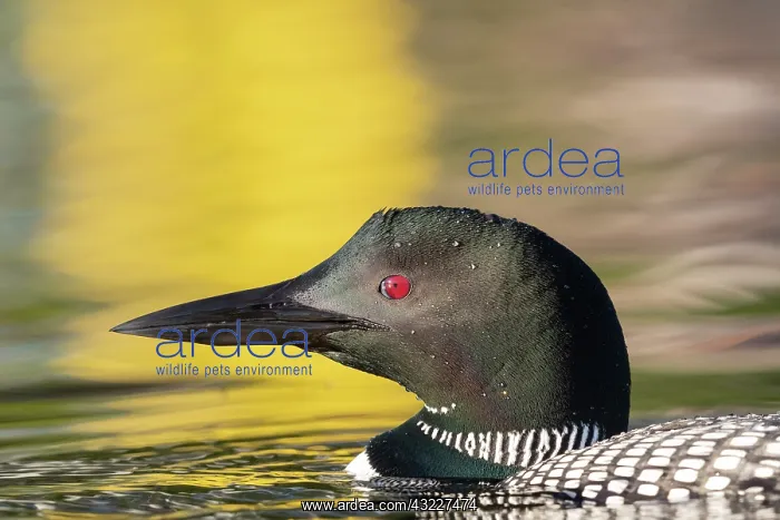 : Common Loon (Gavia immer), on a lake, Michigan : Common Loon (Gavia immer), on a lake, Michigan