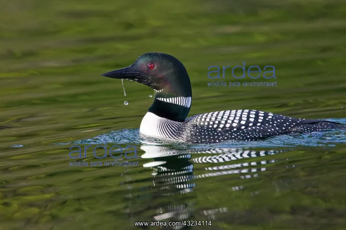 : Common Loon (Gavia immer) on lake near Kamloops : Common Loon (Gavia immer) on lake near Kamloops