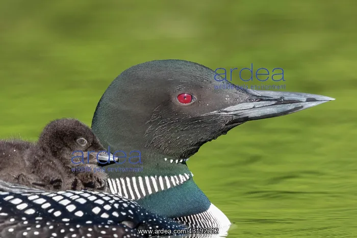 : Common Loon (Gavia immer), on a lake, parent with : Common Loon (Gavia immer), on a lake, parent with