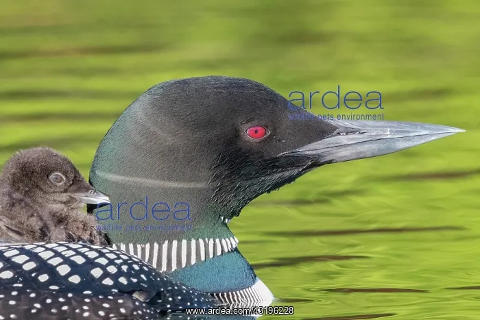 : Common Loon (Gavia immer), on a lake, parent with : Common Loon (Gavia immer), on a lake, parent with