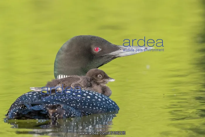 : Common Loon (Gavia immer), on a lake, parent with : Common Loon (Gavia immer), on a lake, parent with