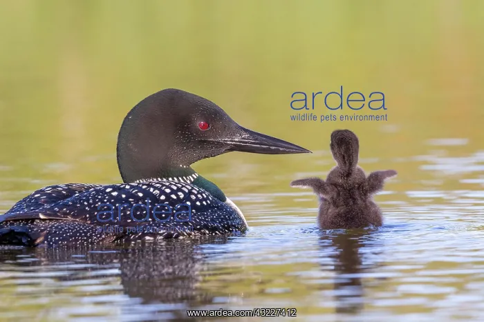 : Common Loon (Gavia immer), on a lake, parent with : Common Loon (Gavia immer), on a lake, parent with