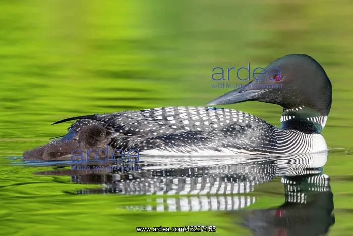 : Common Loon (Gavia immer), on a lake, parent with : Common Loon (Gavia immer), on a lake, parent with