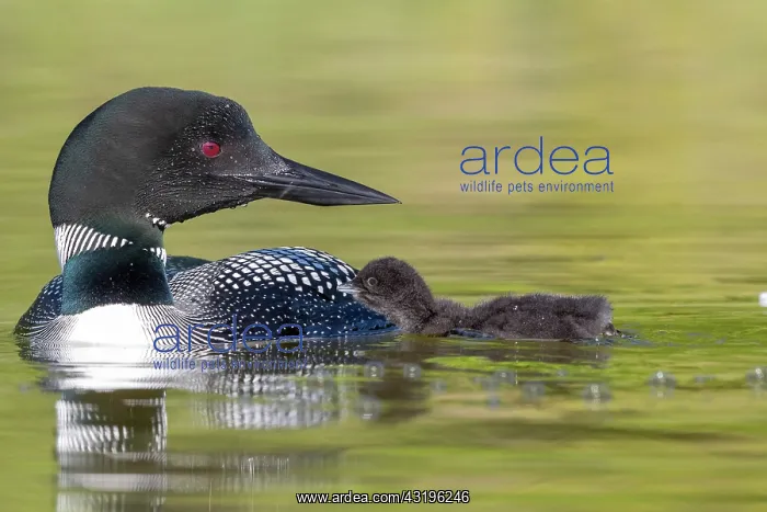 : Common Loon (Gavia immer), on a lake, parents with : Common Loon (Gavia immer), on a lake, parents with