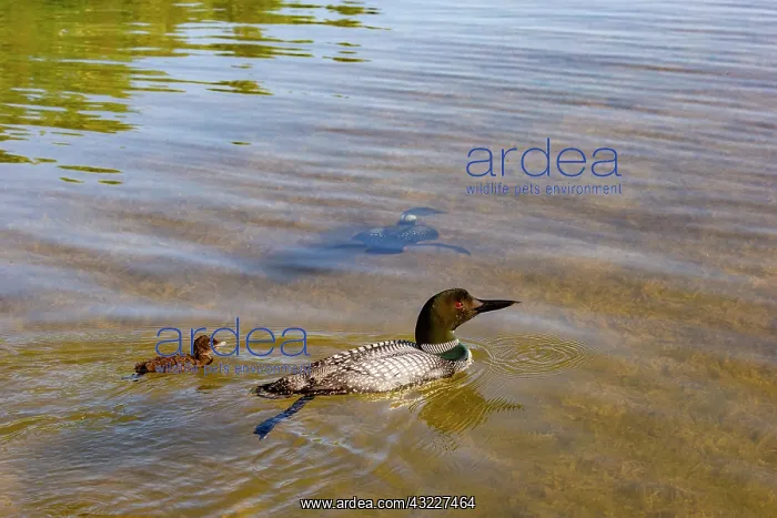: Common Loon (Gavia immer), on a lake, parents with : Common Loon (Gavia immer), on a lake, parents with