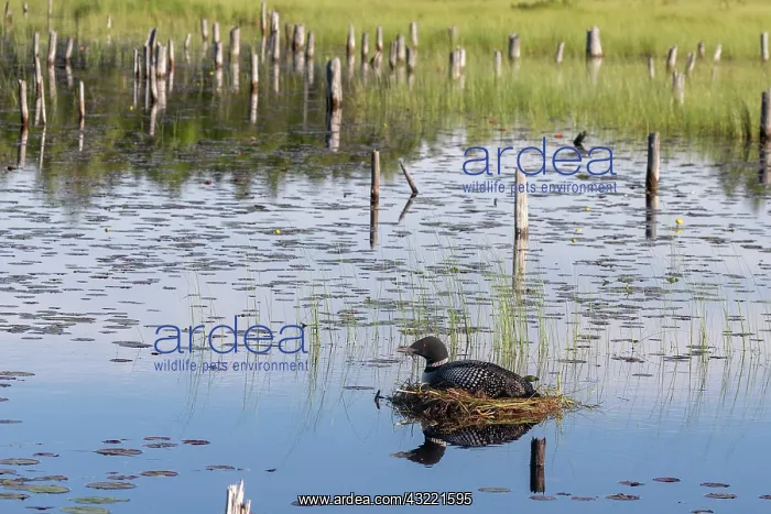 : Common Loon (Gavia immer), at nest on a lake, Michigan : Common Loon (Gavia immer), at nest on a lake, Michigan