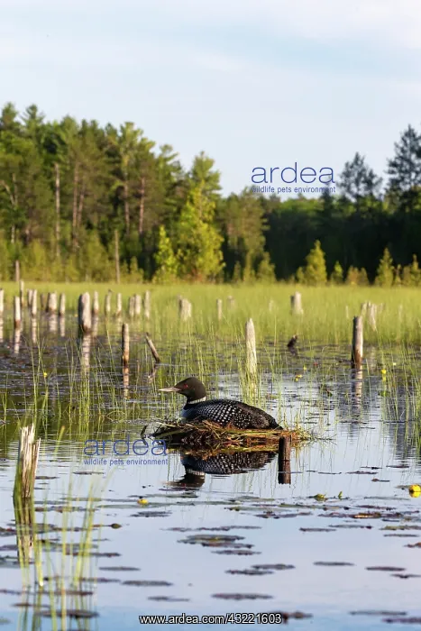 : Common Loon (Gavia immer), at nest on a lake, Michigan : Common Loon (Gavia immer), at nest on a lake, Michigan