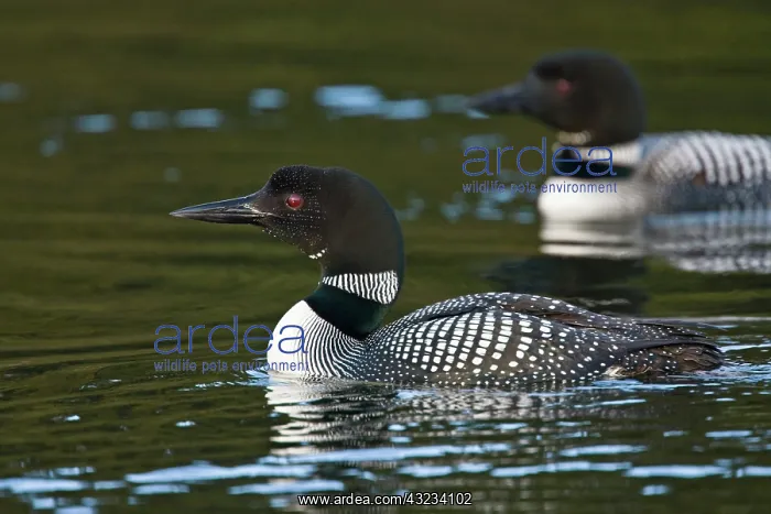  : Common Loon (Gavia immer) pair on lake near