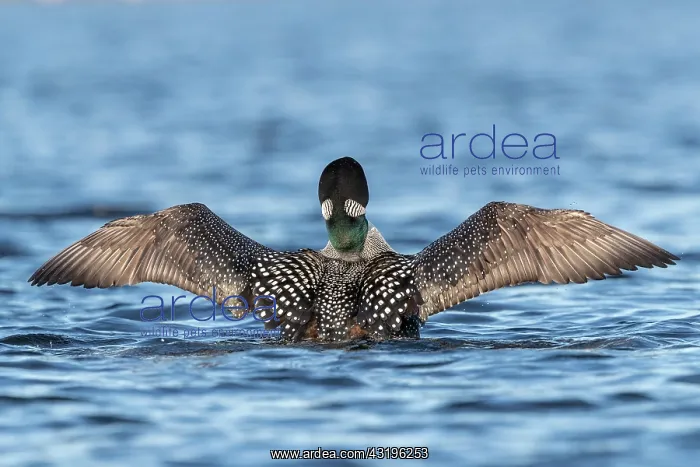 : Common Loon (Gavia immer), wing flapping on a lake : Common Loon (Gavia immer), wing flapping on a lake