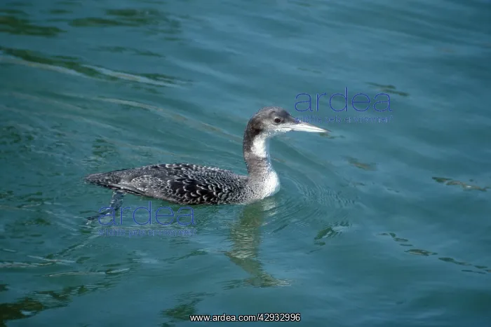 : Common Loon / Great Northern Diver : Common Loon / Great Northern Diver