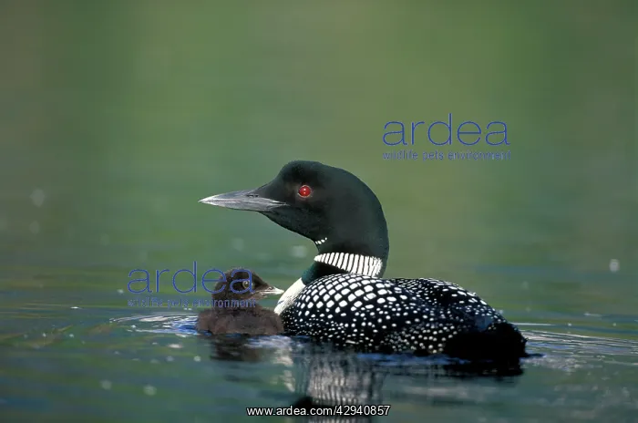 : Common Loon / Great Northern Diver - With few : Common Loon / Great Northern Diver - With few