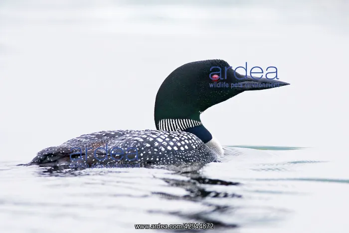 : Common Loon / Great Northern Diver : Common Loon / Great Northern Diver