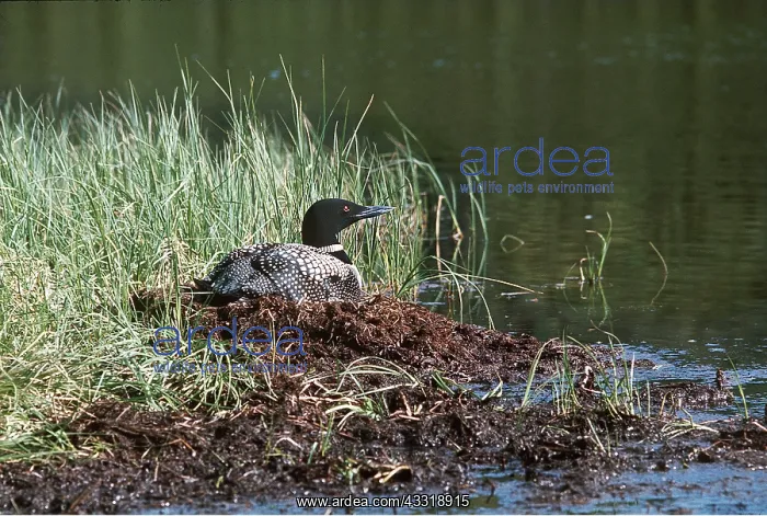 : Common Loon  /  Great Northern Diver