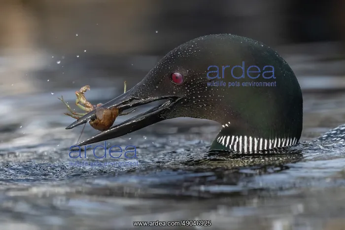 : COMMON LOON OR GREAT NORTHERN DIVER : COMMON LOON OR GREAT NORTHERN DIVER