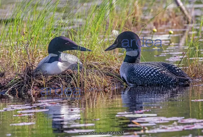 : COMMON LOON OR GREAT NORTHERN DIVER : COMMON LOON OR GREAT NORTHERN DIVER