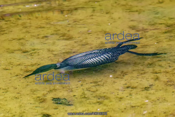 : COMMON LOON OR GREAT NORTHERN DIVER : COMMON LOON OR GREAT NORTHERN DIVER