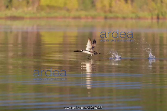 : COMMON LOON OR GREAT NORTHERN DIVER : COMMON LOON OR GREAT NORTHERN DIVER