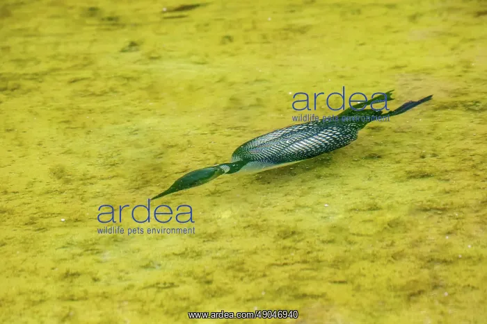 : COMMON LOON OR GREAT NORTHERN DIVER : COMMON LOON OR GREAT NORTHERN DIVER