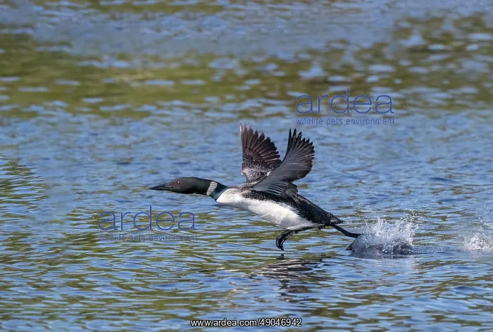 : COMMON LOON OR GREAT NORTHERN DIVER : COMMON LOON OR GREAT NORTHERN DIVER