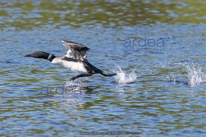  : COMMON LOON OR GREAT NORTHERN DIVER