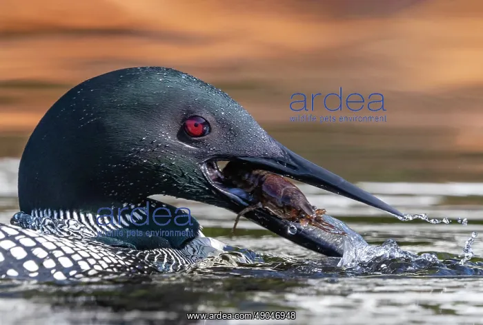 : COMMON LOON OR GREAT NORTHERN DIVER : COMMON LOON OR GREAT NORTHERN DIVER