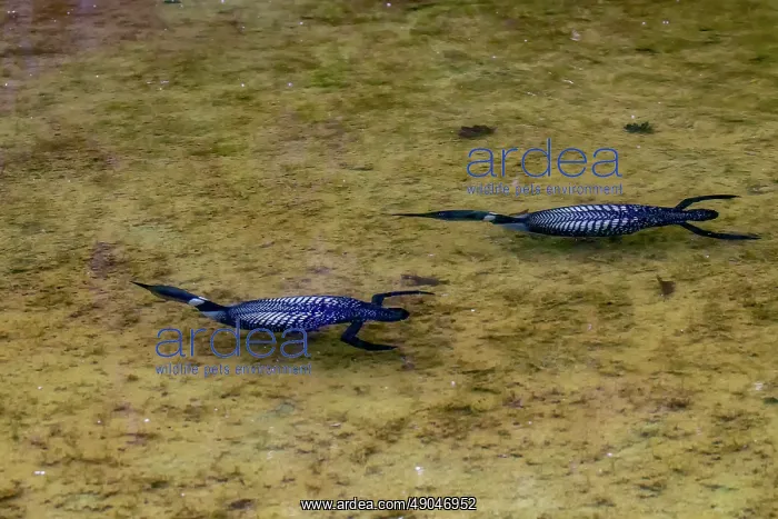 : COMMON LOON OR GREAT NORTHERN DIVER : COMMON LOON OR GREAT NORTHERN DIVER