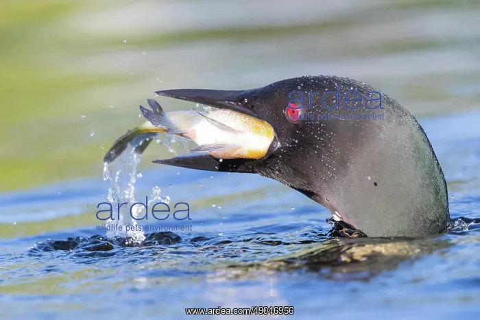: COMMON LOON OR GREAT NORTHERN DIVER : COMMON LOON OR GREAT NORTHERN DIVER