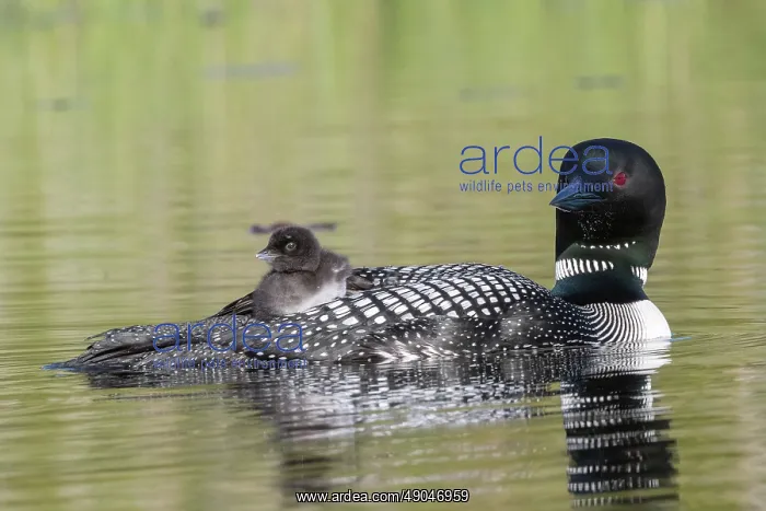: COMMON LOON OR GREAT NORTHERN DIVER : COMMON LOON OR GREAT NORTHERN DIVER
