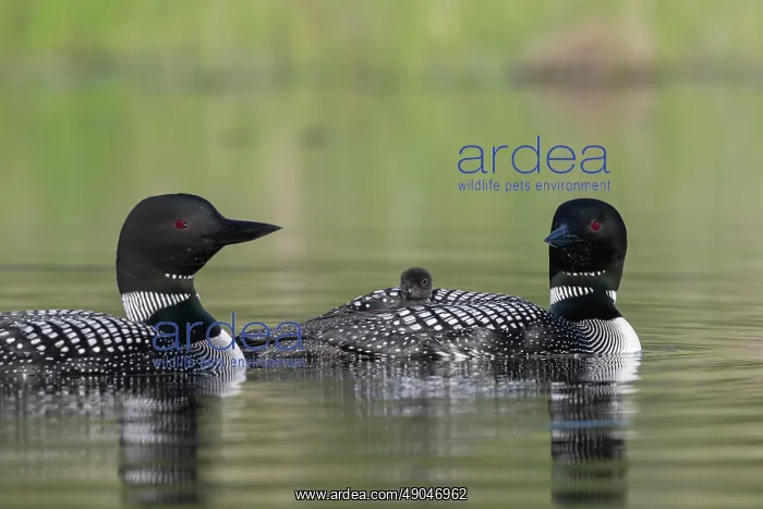 : COMMON LOON OR GREAT NORTHERN DIVER : COMMON LOON OR GREAT NORTHERN DIVER