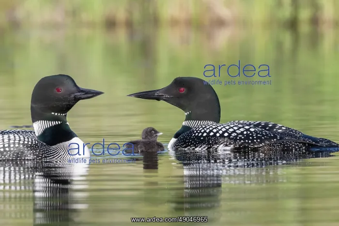 : COMMON LOON OR GREAT NORTHERN DIVER : COMMON LOON OR GREAT NORTHERN DIVER