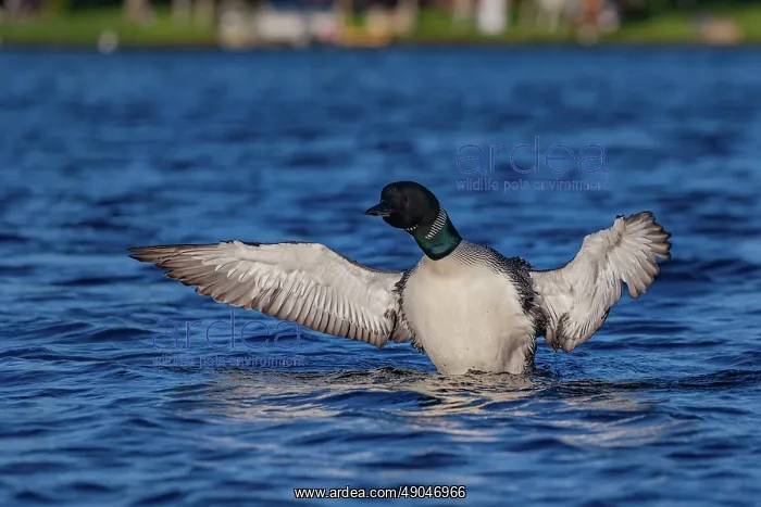 : COMMON LOON OR GREAT NORTHERN DIVER : COMMON LOON OR GREAT NORTHERN DIVER