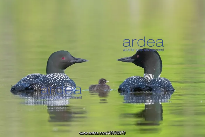: COMMON LOON OR GREAT NORTHERN DIVER : COMMON LOON OR GREAT NORTHERN DIVER