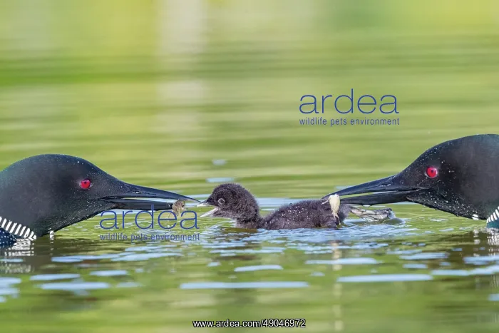: COMMON LOON OR GREAT NORTHERN DIVER : COMMON LOON OR GREAT NORTHERN DIVER