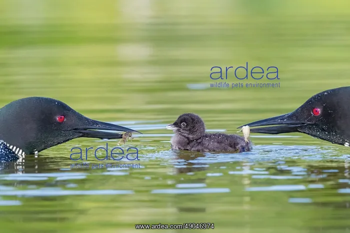 : COMMON LOON OR GREAT NORTHERN DIVER : COMMON LOON OR GREAT NORTHERN DIVER
