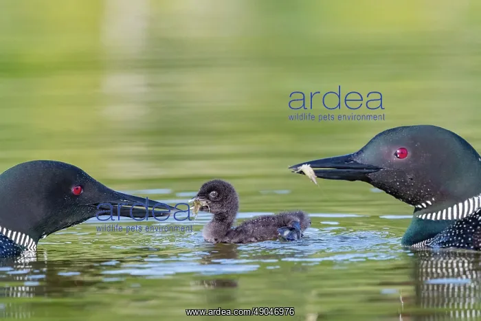 : COMMON LOON OR GREAT NORTHERN DIVER : COMMON LOON OR GREAT NORTHERN DIVER
